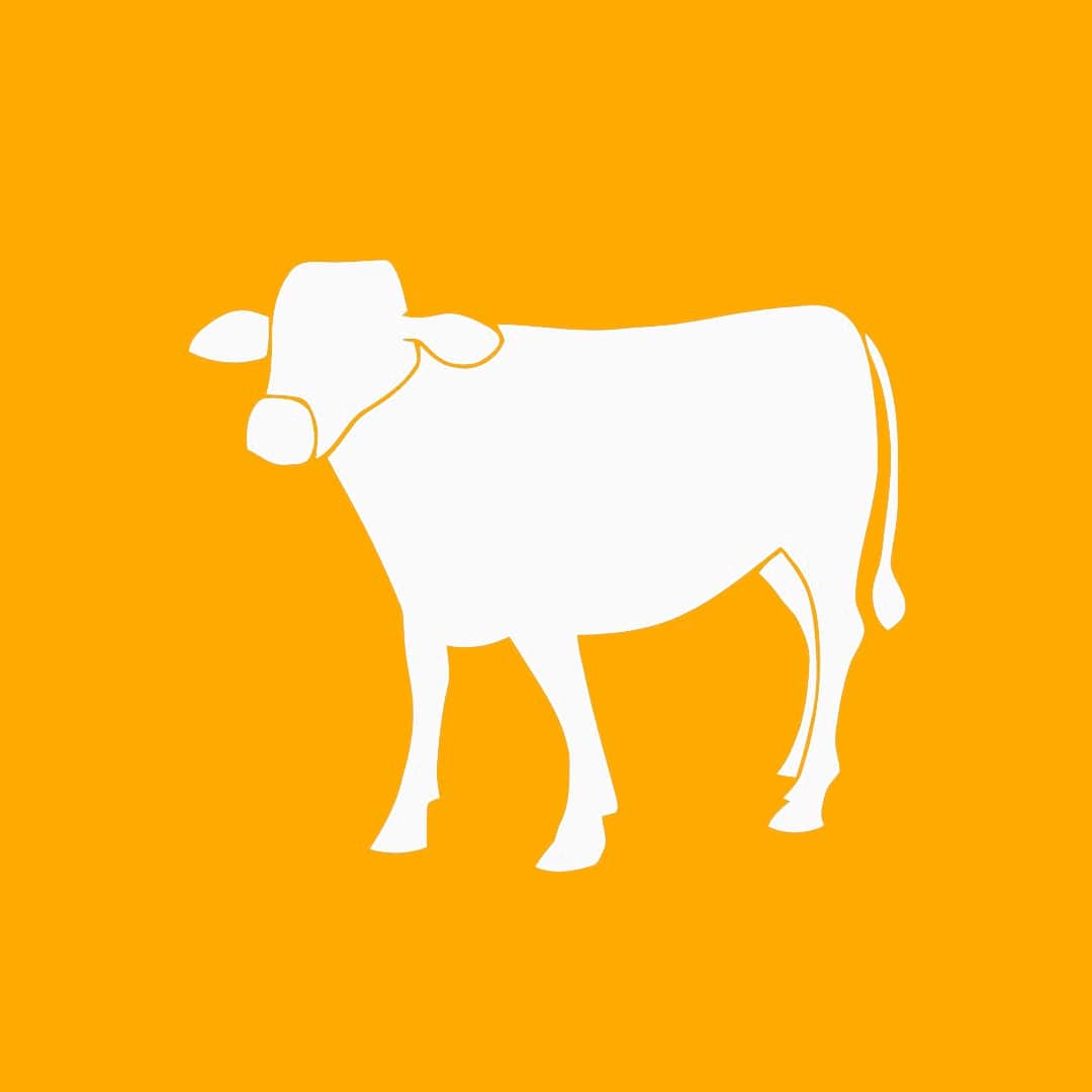 Bezerro Angus a venda